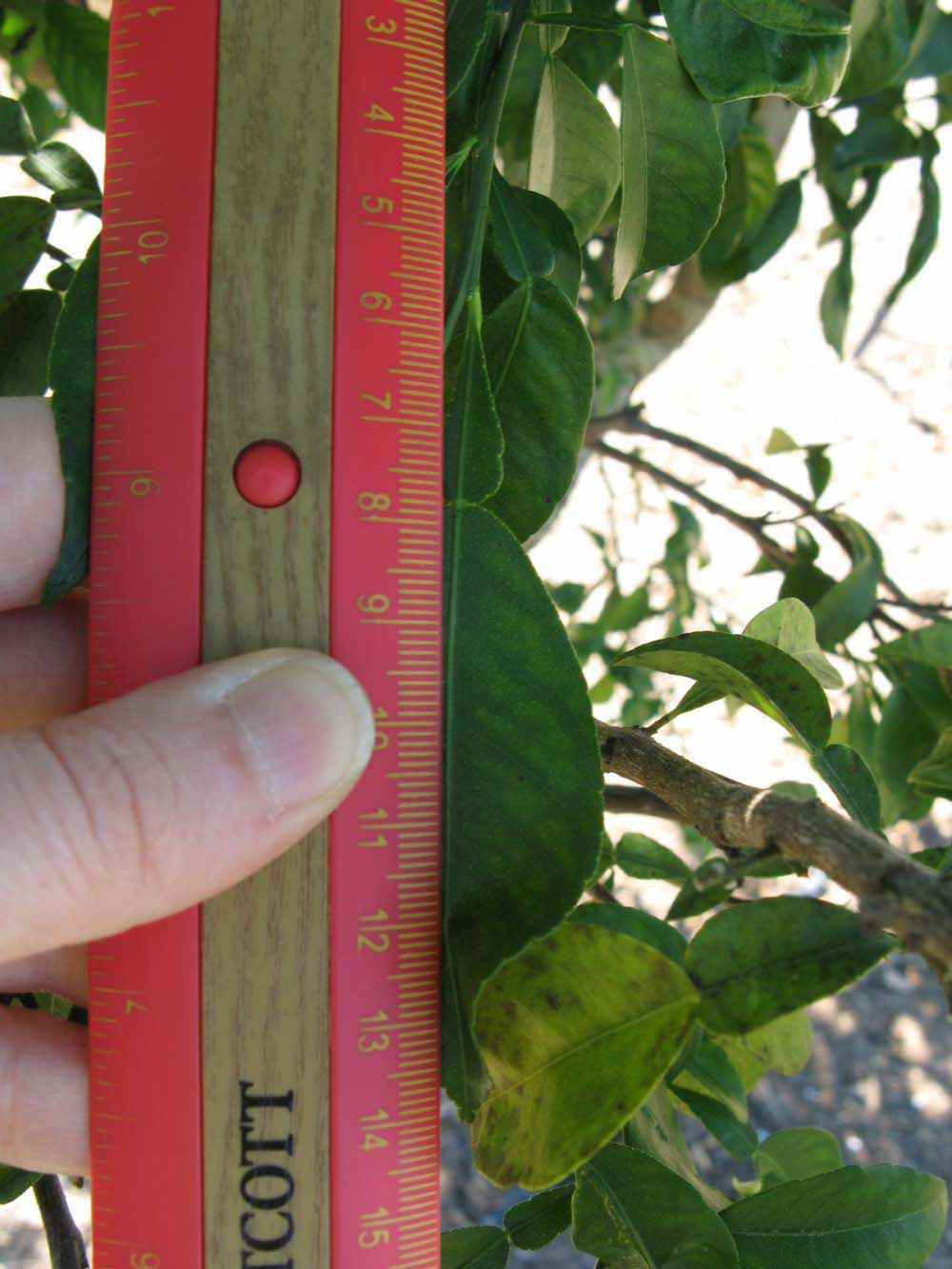              Unifoliolate leaf (Winter Haven, FL)       